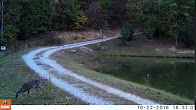 trail camera video